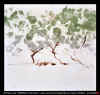 ARBRES_IX.jpg (34619 octets)