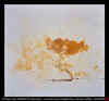 ARBRES_VIII.jpg (26450 octets)