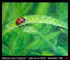 coccinus1.jpg (45687 octets)