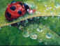 coccinus2.jpg (48884 octets)