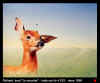 la_mouche.jpg (30697 octets)