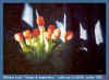 tulipes.jpg (44248 octets)